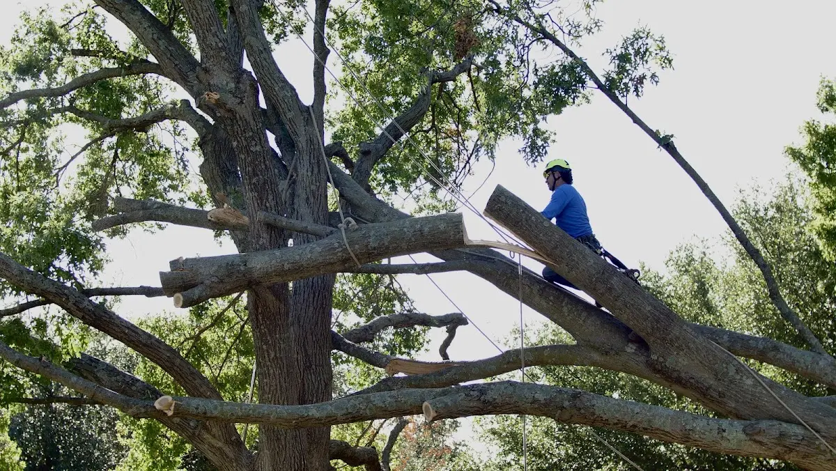 Professional Crown Thinning performed by certified arborists in Payette
